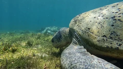 Sea turtle Caretta ,Loggerhead turtle,from island Sakatia,Nosy be, Madagascar. Video stock 295220167