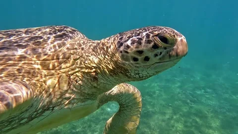 Sea turtle Caretta ,Loggerhead turtle,from island Sakatia,Nosy be, Madagascar. Video stock 295220653