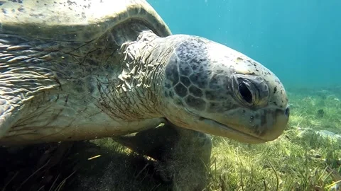 Sea turtle Caretta ,Loggerhead turtle,from island Sakatia,Nosy be, Madagascar. Video stock 295220884