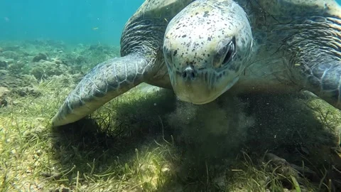 Sea turtle Caretta ,Loggerhead turtle,from island Sakatia,Nosy be, Madagascar. Video stock 295221330