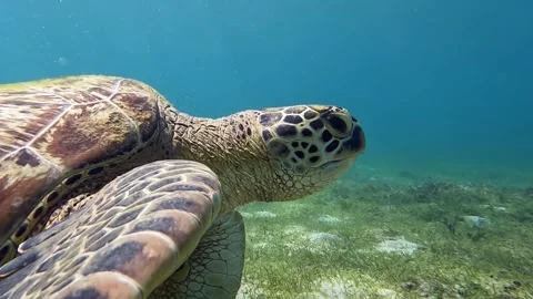 Sea turtle Caretta ,Loggerhead turtle,from island Sakatia,Nosy be, Madagascar. Video stock 295222610