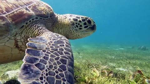 Sea turtle Caretta ,Loggerhead turtle,from island Sakatia,Nosy be, Madagascar. Video stock 295222959