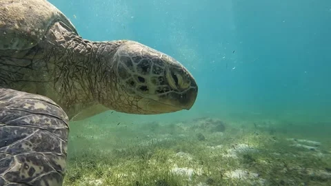 Sea turtle Caretta ,Loggerhead turtle,from island Sakatia,Nosy be, Madagascar. Video stock 295223172