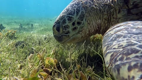 Sea turtle Caretta ,Loggerhead turtle,from island Sakatia,Nosy be, Madagascar. Video stock 295223374