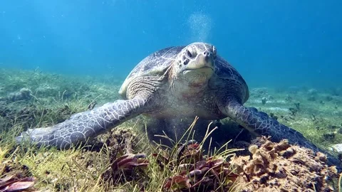 Sea turtle Caretta ,Loggerhead turtle,from island Sakatia,Nosy be, Madagascar. Video stock 295223613