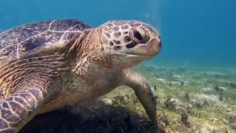Sea turtle Caretta ,Loggerhead turtle,from island Sakatia,Nosy be, Madagascar. Stock Footage 295223799