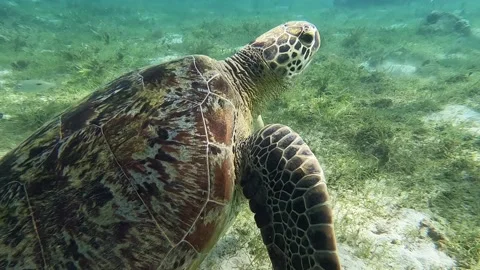 Sea turtle Caretta ,Loggerhead turtle,from island Sakatia,Nosy be, Madagascar. Stock Footage 295224151