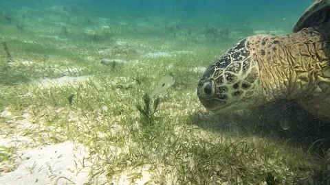 Sea turtle Caretta ,Loggerhead turtle,from island Sakatia,Nosy be, Madagascar. Stock Footage 295224525