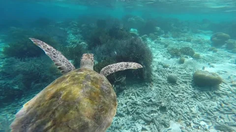 Sea Turtle in Caribbean Stockbeeldmateriaal 46993694
