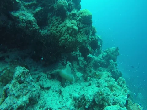 Sea Turtle Changes Resting Position on Corals Stock-Footage 80998108