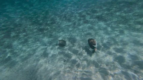 Sea Turtle chasing another turtle away. Stock Footage 203971521