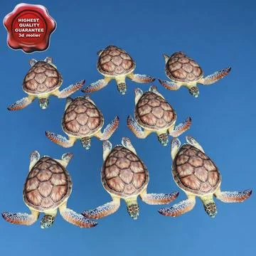 Sea Turtle Chelonia Mydas Poses 3D Model