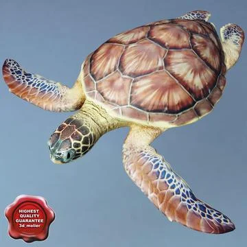 Sea Turtle Chelonia Mydas Static 3D Model