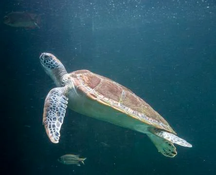 Sea turtle (Chelonioidea) Stock Photos