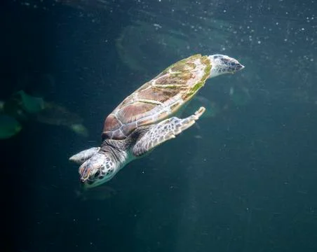 Sea turtle (Chelonioidea) Stock Photos