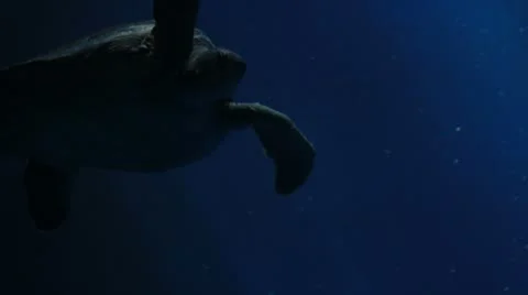 Sea turtle close up Stock Footage 8872855