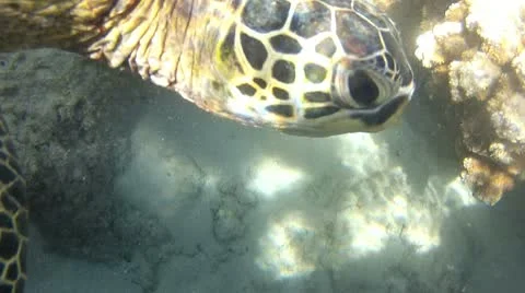 Sea Turtle Close Up Stock Footage 10785729