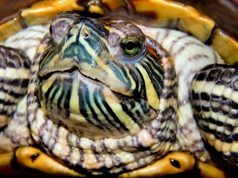 Sea turtle close-up Stock Photos