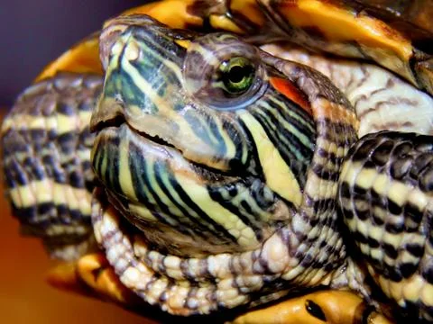 Sea turtle close-up Stock Photos