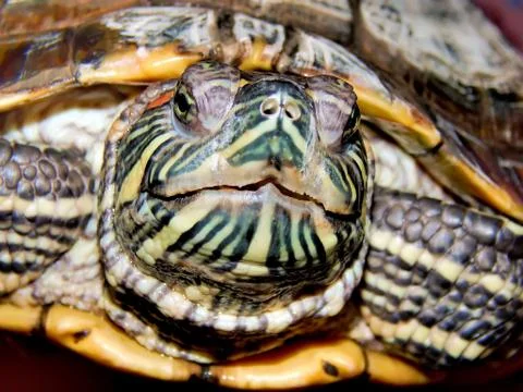 Sea turtle close-up Stock Photos