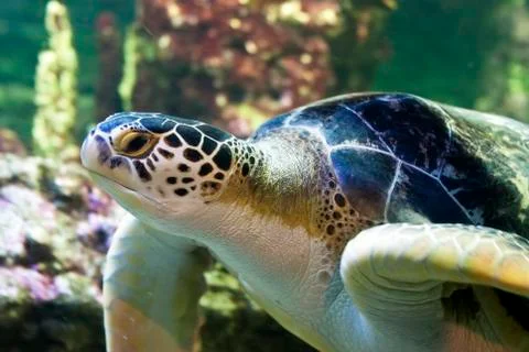 Sea turtle close up Stock Photos