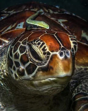 Sea turtle close-up Stock Photos
