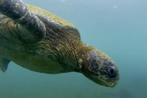 Sea Turtle Closeup Stock Photos