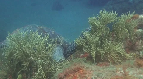 Sea turtle comes close Stock Footage 8622778