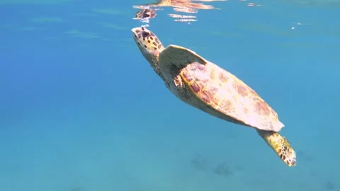 A sea turtle comes to the surface to breathe air Video stock 293341129