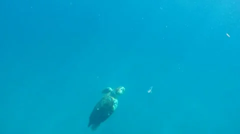 Sea Turtle Coming Up For Air Stock Footage 7138082