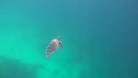Sea turtle coming up for a breath Stock Footage 146303953