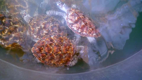 Sea turtle conservation in thailand Video stock 240392625