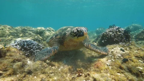Sea turtle on coral reef and tropical fish background. Underwater view woman Vídeos de archivo 112376089