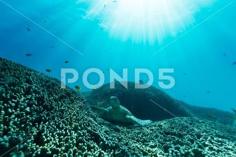 Sea turtle on coral reef bed amongst schooling fish and deep blue ocean light Stock Photos
