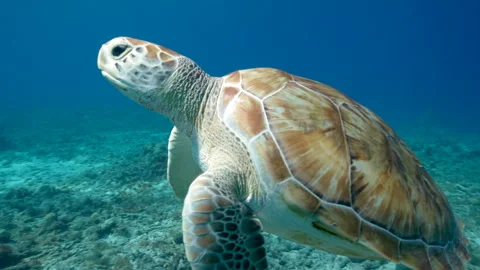 Sea Turtle in the coral reef of the Caribbean Sea Stock Footage 242599643