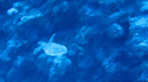 Sea turtle coral reef Stock Footage 37234839
