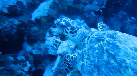 Sea turtle coral reef Stock Footage 37234882