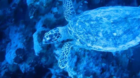 Sea turtle coral reef Stock Footage 37234935