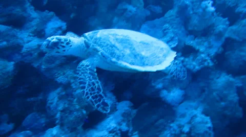 Sea turtle coral reef Stock Footage 37235034