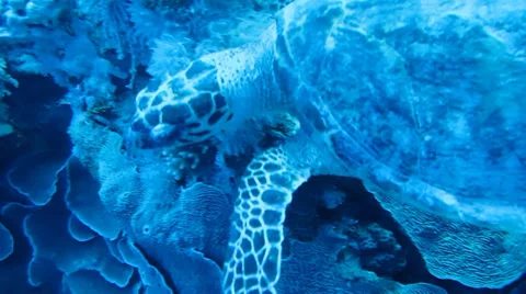 Sea turtle coral reef Video stock 37235048