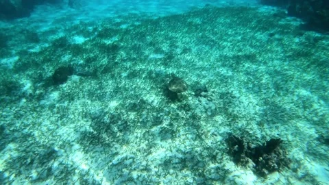 Sea Turtle in the Coral Reefs of Belize, Caye Caulker, Central America, Stock Footage 230773096