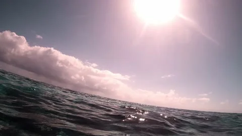 Sea Turtle in the Coral Reefs of Belize, Caye Caulker, Central America, Stock Footage 230773470