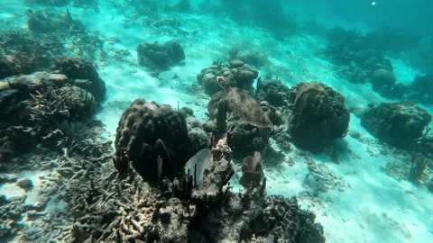 Sea Turtle in the Coral Reefs of Belize, Caye Caulker, Central America, Stock Footage 230773531