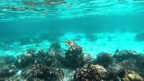 Sea Turtle in the Coral Reefs of Belize, Caye Caulker, Central America, Stock Footage 230774786