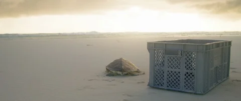 Sea turtle crawling away from the crate towards the sea Stock-Footage 102192108