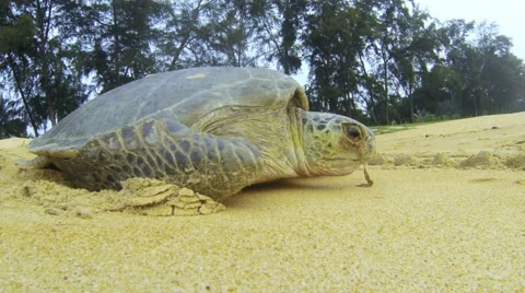 Sea Turtle crawling Stock Footage 56757757