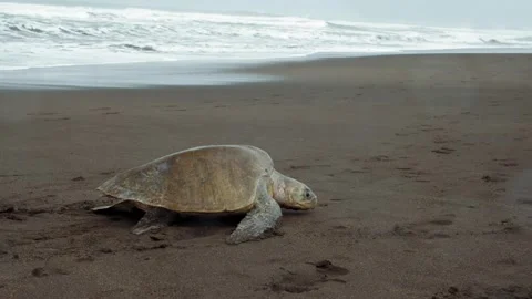 Sea turtle crawling on the sandy beach to nest Stock-Footage 345546318