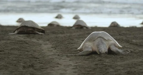 Sea turtle crawling on the shore Stock Footage 109539471
