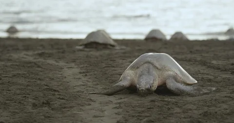 Sea turtle crawling on the shore Stock Footage 109539719