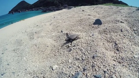 Sea Turtle Crosses Beach To Ocean, Japan Stock Footage 81994394